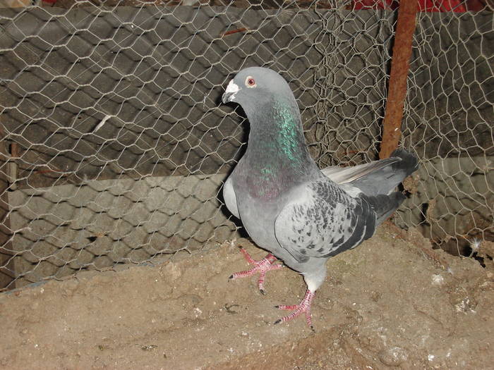 43 - E Porumbei Voiajor Standard Vechi