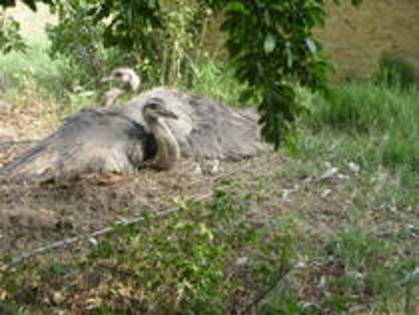 BDIOZAOWMQSFDCZTZPP - gradina zoologica din bucuresti