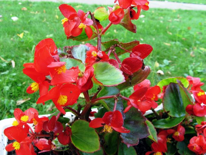 roman 052 - Miclauseni - Iasi