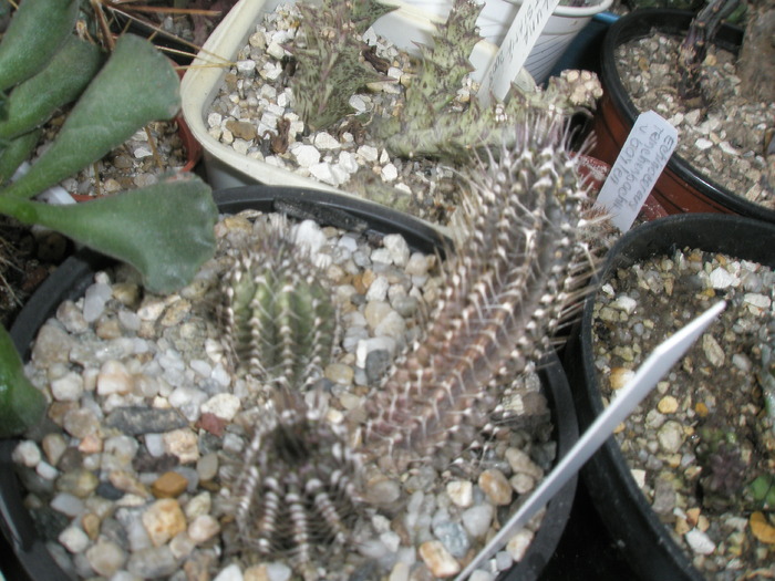 Tavaresia barkleyi - cactusi la iernat 2009-2010