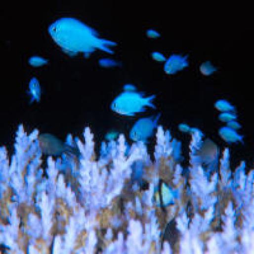 Blue%20Damselfish - DeLfInI