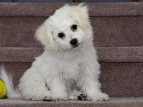 SuperStock_662-651 - poze catei