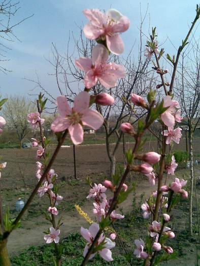 floare de piersic - Pomii si arbusti fructiferi
