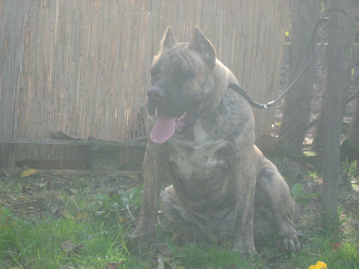 vega - dogo canario