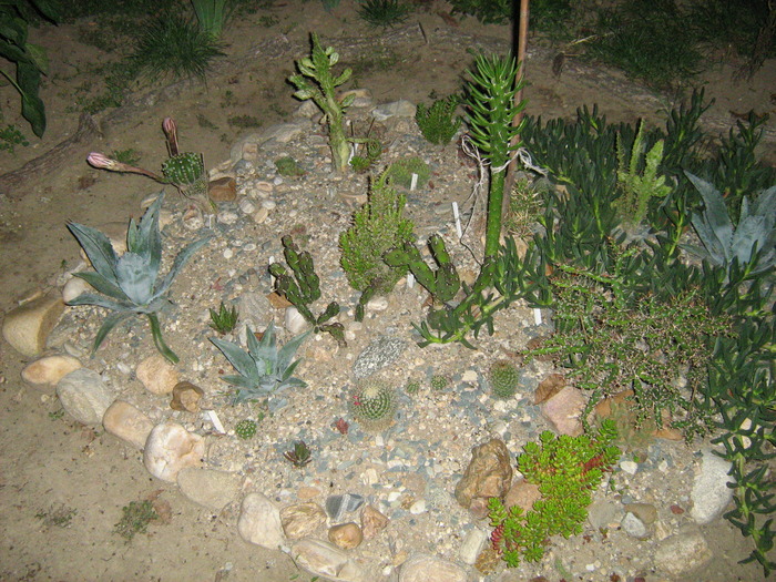 IMG_1146 - Cactusi la mosie14 sept 2009