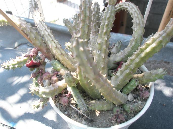 Huernia schneideriana