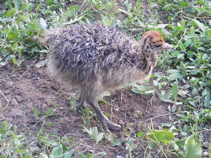 struti la 1 luna; struti la 1 luna
