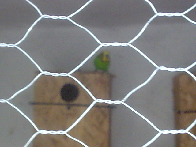 Imagine006 - PAPAGALI SI CANARI