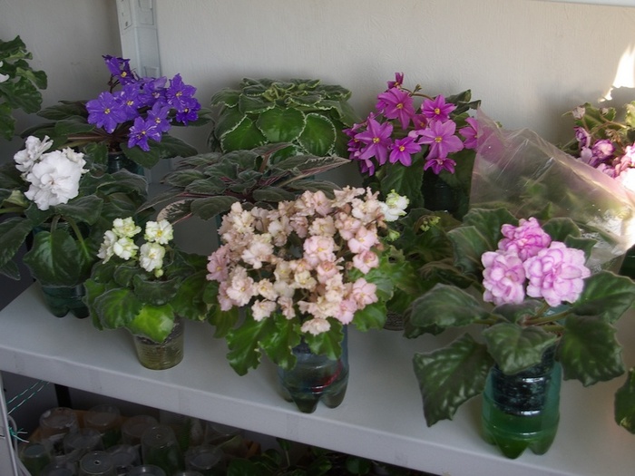 SG106131 - 2013 - Rafturi-Grup