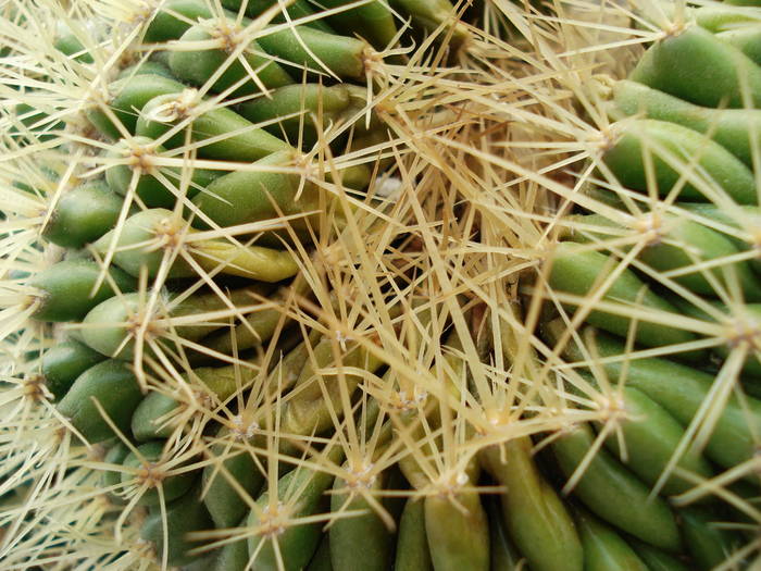 Echinocactus grusonii forma cristata