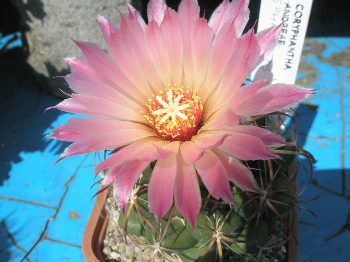 Coryphantha elephantidens - 26.08 - Coryphantha