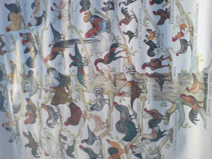 DSC00499 - Piata de pasari si animale Timisoara 2009