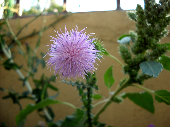 Picture 593; 1.47mb jpeg 1/7/2009 9:10am
