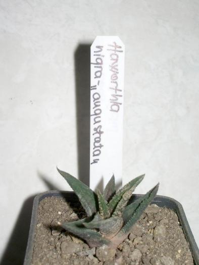 Haworthia nigra v. augustatan