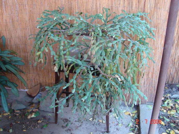 Zygocactus truncatus 50 ani