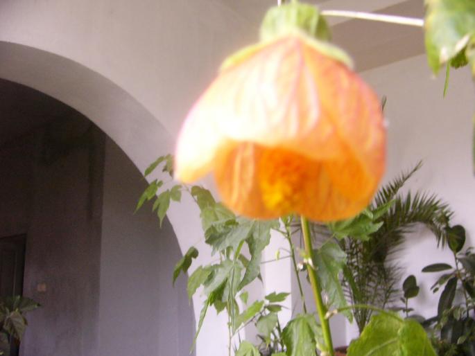 abutilon - Abutilon