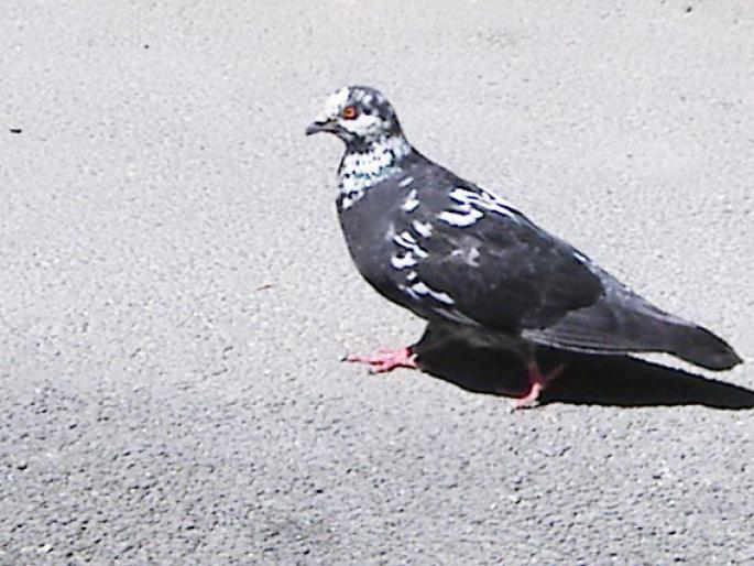 Picture 260 - 18c Bucuresti