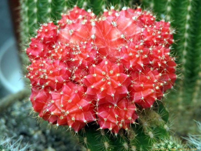 img_0950_resize_exposure