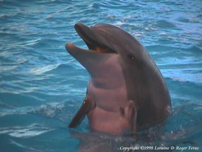 dolphin5 - Animalute Frmoase