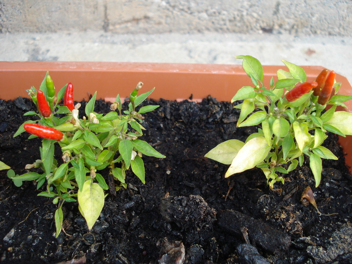 Demon Red Chili Pepper (2009, Aug.29)