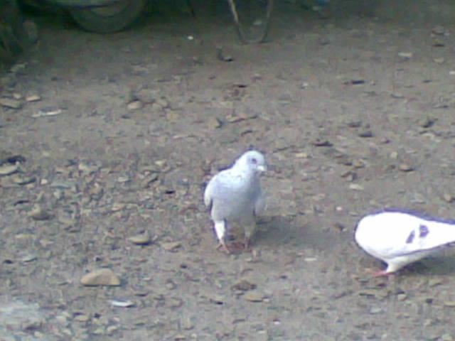 28022009(026) - diferite rase porumbei