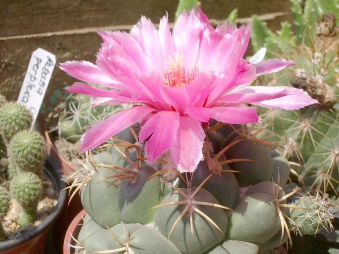  - Coryphantha