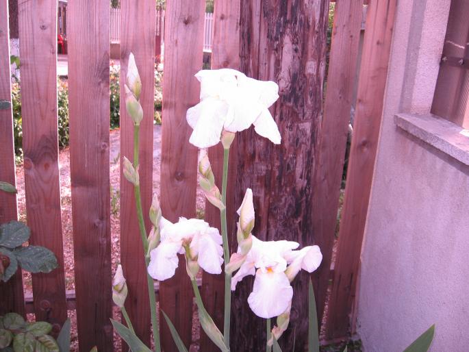 iris germanica alb - flori