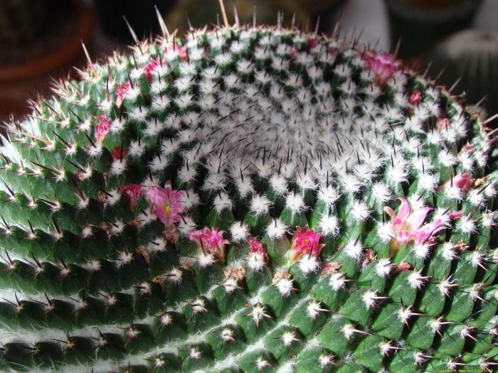 mammillaria_mystax_2 - Cactusi care m-au impresionat prin frumusete