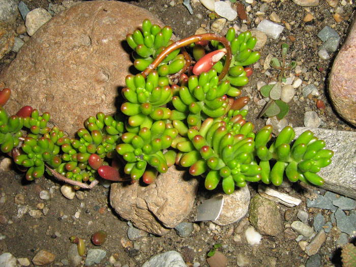 IMG_8596 - Cactusi la mosie 27 iunie 2009