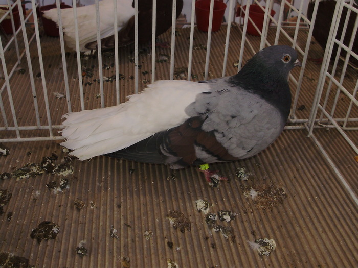 vargat 6