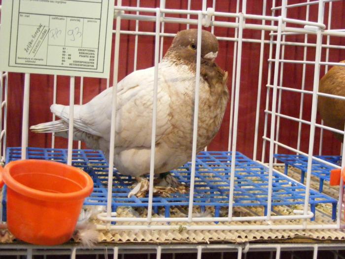 DSCF5661 - expozitia nationala de ornament decembrie  2008