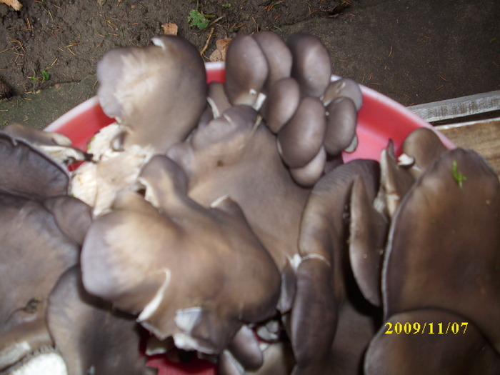 DSCI2418 - bureti si ciuperci