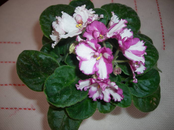 Violete de Parma