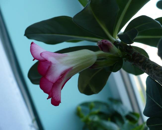 P1110440 - ADENIUM OBESUM