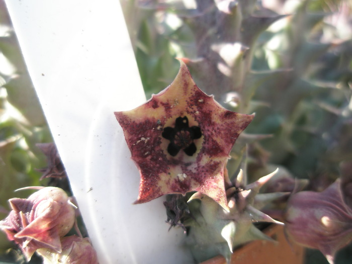 Huernia macrocarpa - floare 6.10
