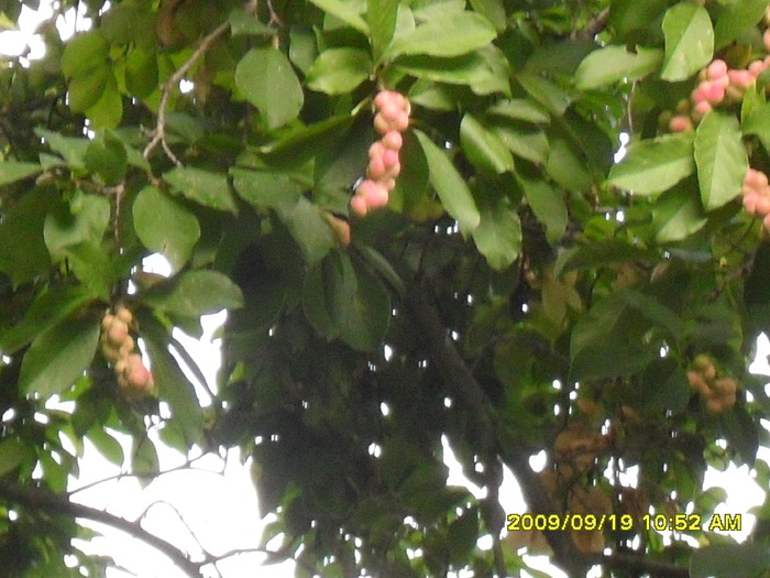SDC10363; seminte de magnolie
