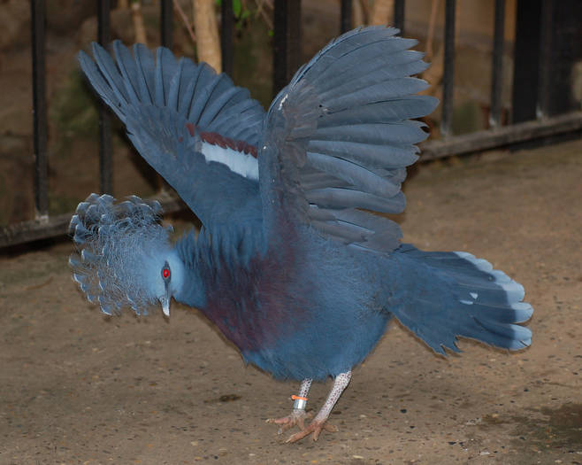 Victoria_Crowned_Pigeon_Goura_victoria_Wings_3 - PORUMBEI salbatici