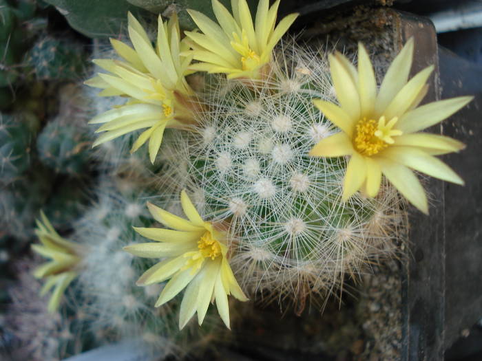 DSC06631 - Cactusi