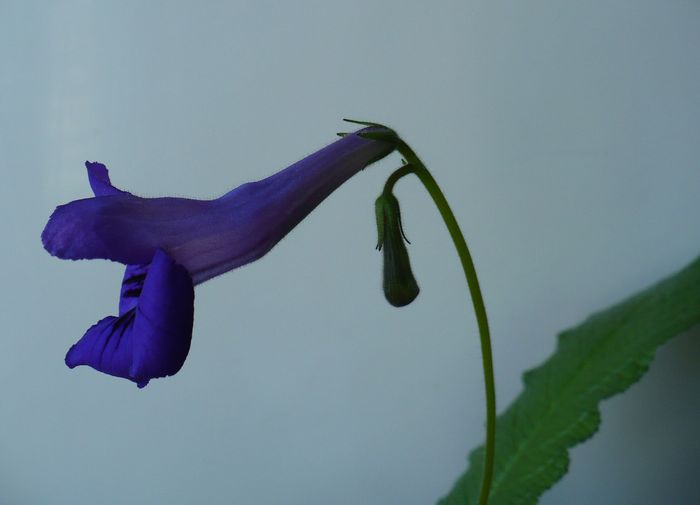 P1160577 - STREPTOCARPUSI