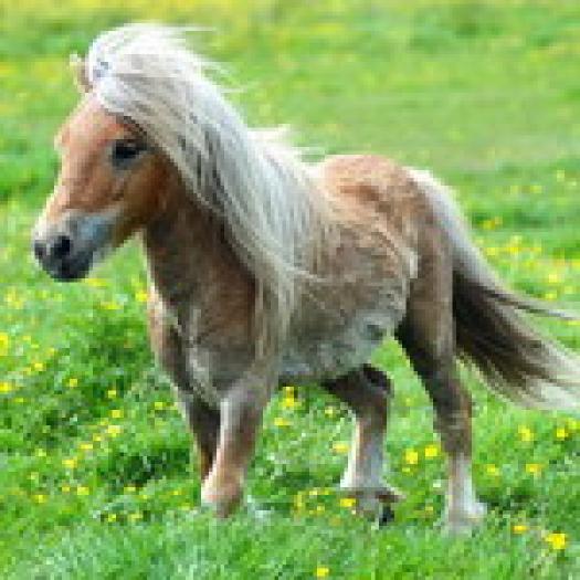 pet-pony - cai