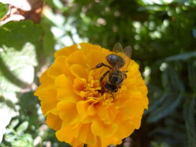 bee-orange-flower - flori