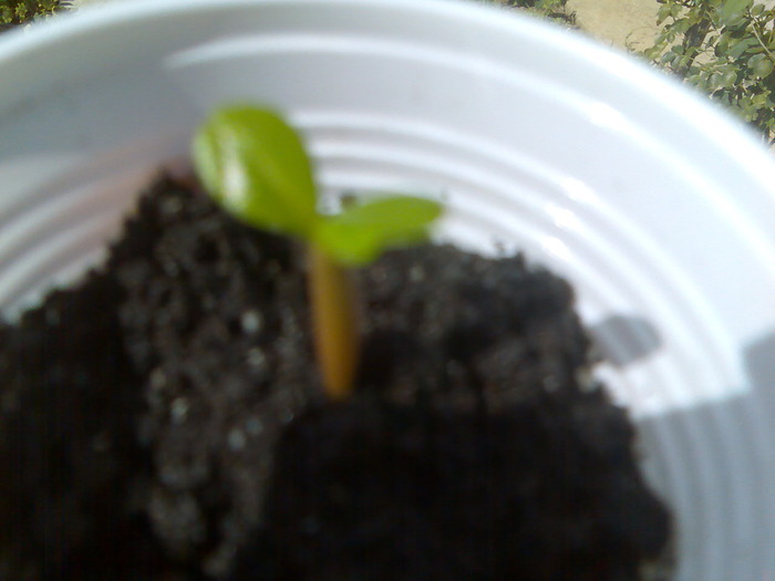 adenium (idem); adenium
