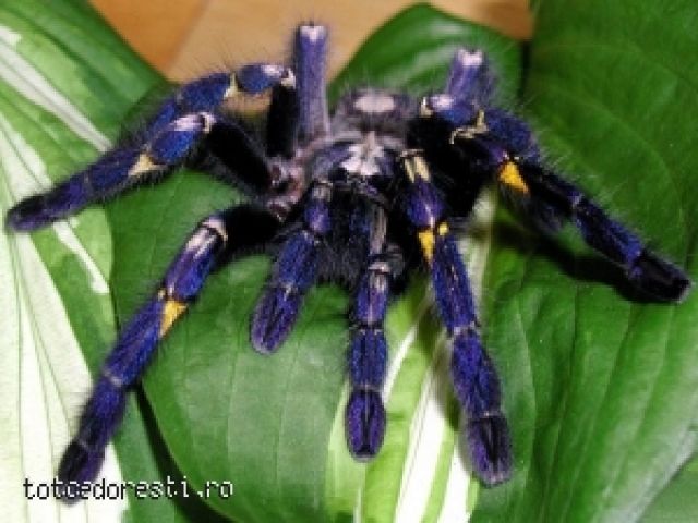 tarantule_scorpioni_scolopendre_gandaci_tropicali_-anunt-1d826[1] - fluturi  si paienjeni dar si scorpioni