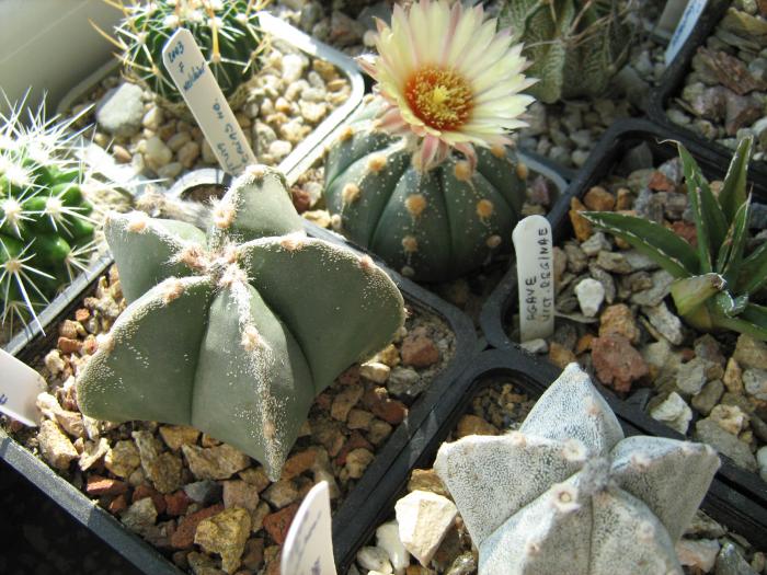 IMG_1122 - Cactusi 2009