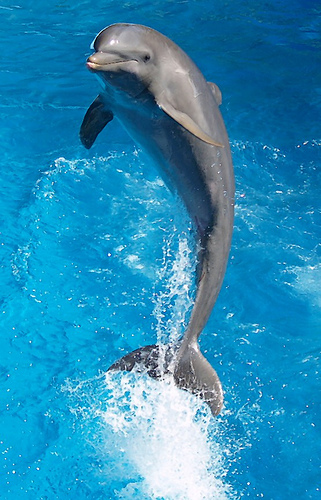 56 - poze cu delfini
