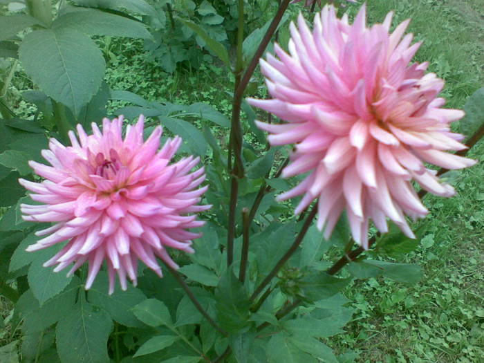 dalii-roz - plantute de afara