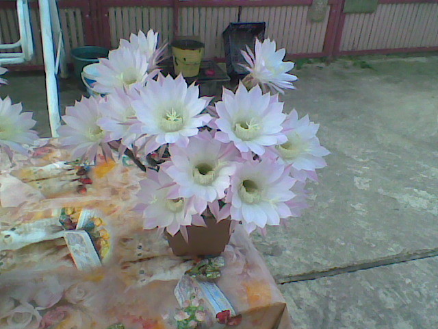 Imag049