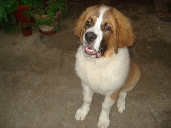 beethowen la 4 luni - saint bernard