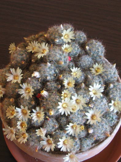 Mammillaria prolifera vs texana - Aprilie 2009 - Cactusi