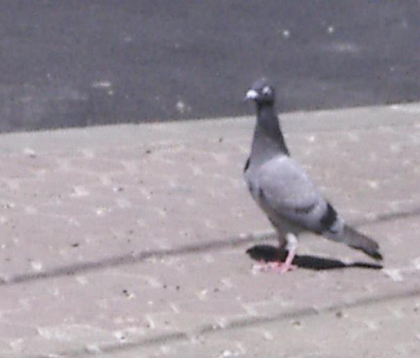 Picture 250a - 18c Bucuresti